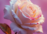 La rose et la cuirasse