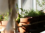 Step by Step Tips to Plant a Herb Garden
