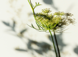 Arborescence d'essences
