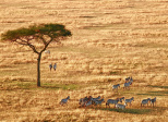 Faune sud-africaine (2)