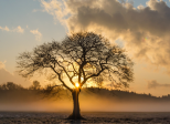 Le vieil arbre et le jeune homme