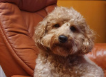 CHIEN.NE.S DE VIE : second confinement