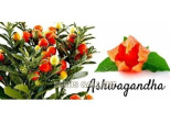 Les Principales Poudres de Plantes en AYURVEDA