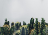 Dans la vie, il y a des cactus 