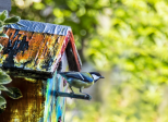 Les ailes coupées ?