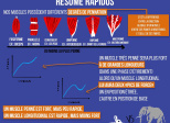 L'architecture musculaire résumé rapidos
