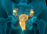 Prostate