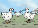 Alerte grippe aviaire !