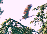 L'envol du sage