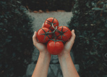Clafoutis tomates, épinards et feta