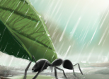 La fourmi sous la pluie