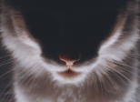 Tranches de vie - Chat va aller ! (Une auto-chato-graphie).