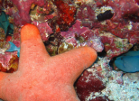 Préquel Odyssées cosmiques : Étoile de mer