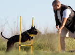 Entraînez votre chien en 15 minutes par jour