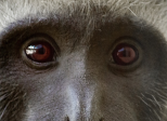Un petit singe qui sait s'adapter