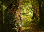 Episode 8 - Dans la forêt