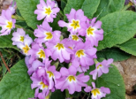 Les petites fleurs jaillissent