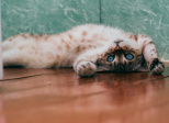 "Une maison sans chat est un aquarium sans poisson"