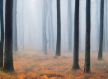 Sounds of Nature / Sounds Effects
