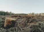 La déforestation impunie !