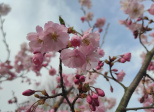 Spring sense and beauty