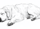 Chapitre 4: Le chien débarque, erre, grille