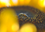 Abeilles