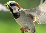 Petit moineau (poème)