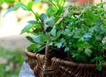 Add Blooming Spices To Your Nursery