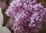 Toutes des fleurs ...