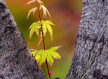 L'ARBRE