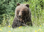 L'ours de foire