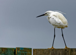 Les oiseaux de la réserve ornithologique du Teich