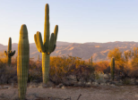Jour numéro 4 : Cactus