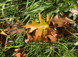 Le jardin du 24 Octobre