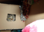 Un chaton pour Noël