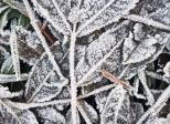 Gelée d’hiver