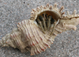 Intrus