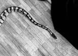 Nagini