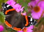 Adieu papillon