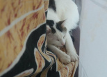 La perte d'un animal