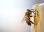 Quand les abeilles meurent, pourquoi ?