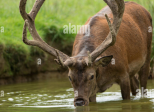 Jour numéro 5 : Cerf