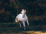 Hippocoaching, le cheval vecteur de réussite professionnelle