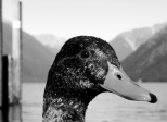 Le Canard Courgette