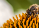 Des abeilles pour détecter des explosifs