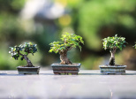 Oubaitori et autres philosophies japonaises bienveillantes
