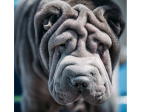 Chien bleu a le blues