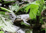 Dans l'eau qui miroite