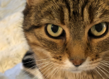 Dialogue avec mon chat